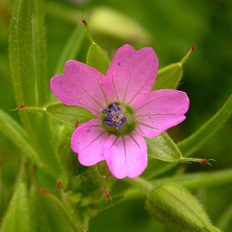 Sallangos gólyaorr - Geranium dissectum, Geranium dissectum, etnobotanika